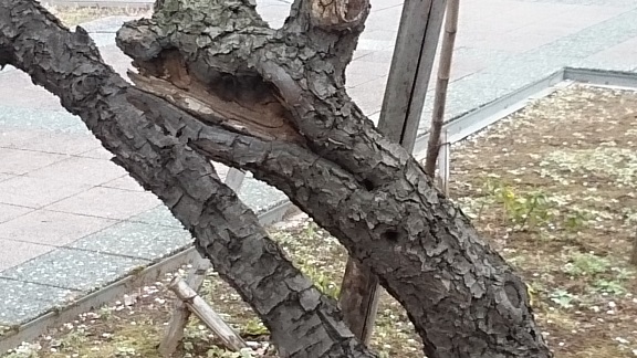 芝工大近くの梅の古木１