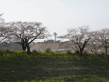 桜並木とお丸山