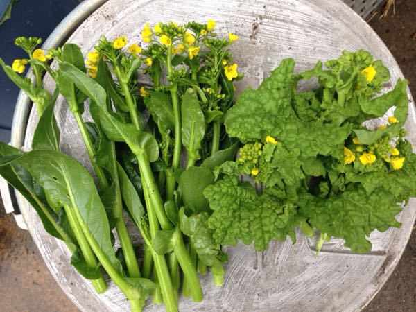 葉もの野菜に春の気配 アトリエ農園 抽象日記 楽天ブログ