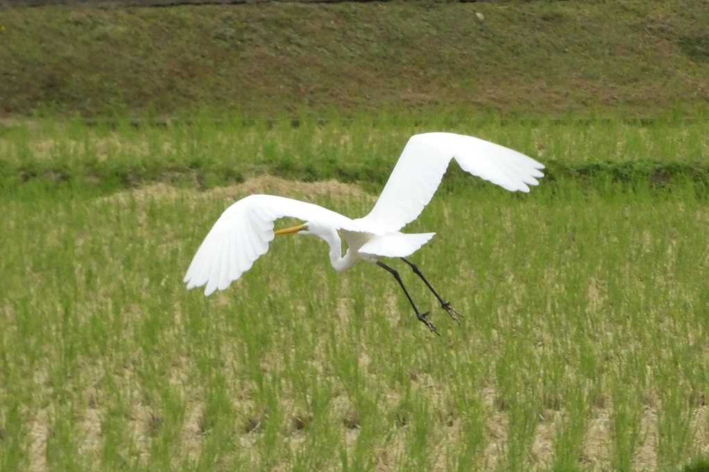 515