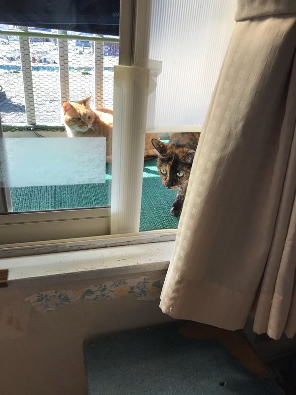 ベランダで日光浴 猫と一緒に 楽天ブログ