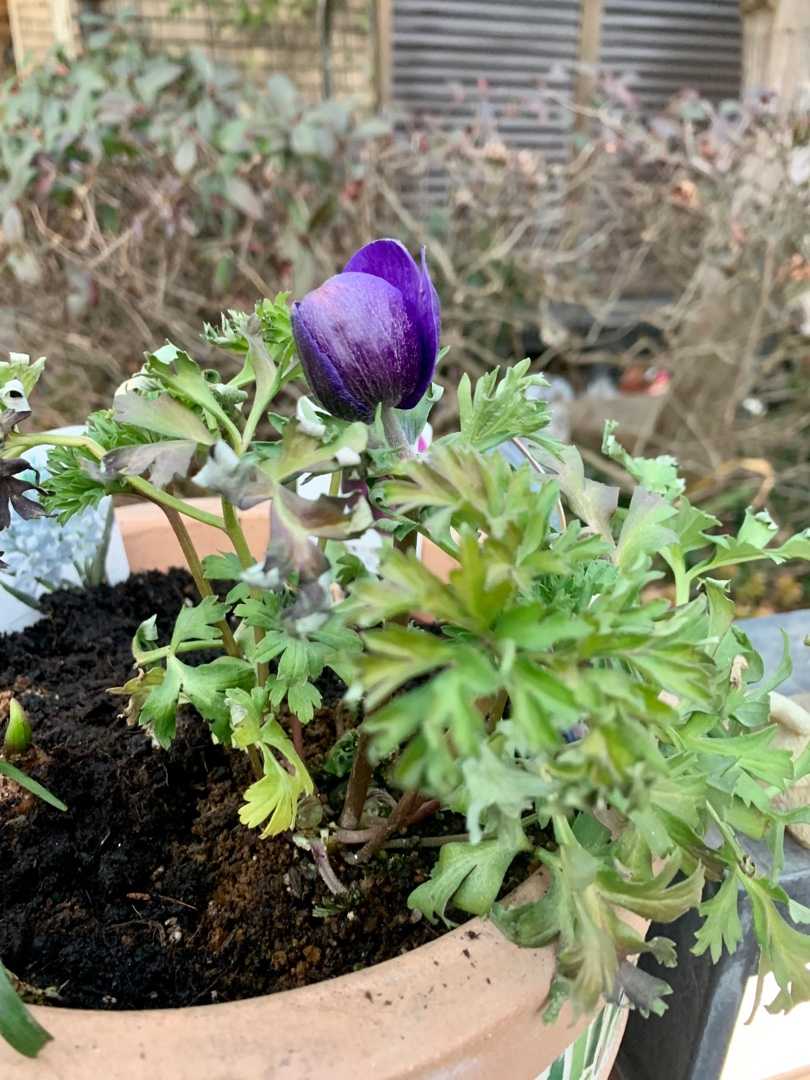 カインズホームで鉢 花苗を買いました 一口茶屋 整形外科へ行き 帰ってから花苗を植え付けました Music Land 私の庭の花たち 楽天ブログ