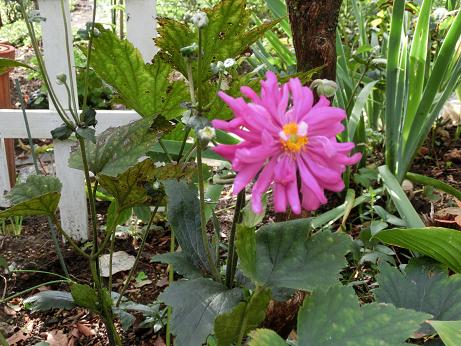 シュウメイギク