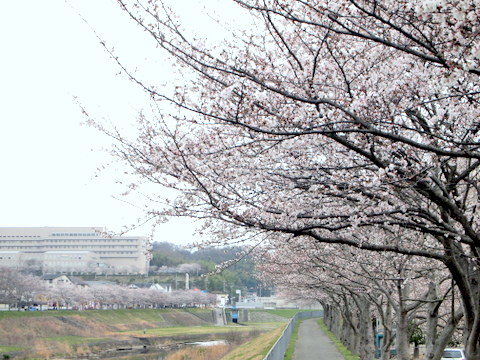 武庫川土手の桜