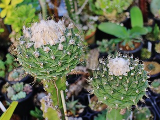 1属1種のサボちゃん帝冠と菊水 | ☆ガマンマの ニク・サボ栽培
