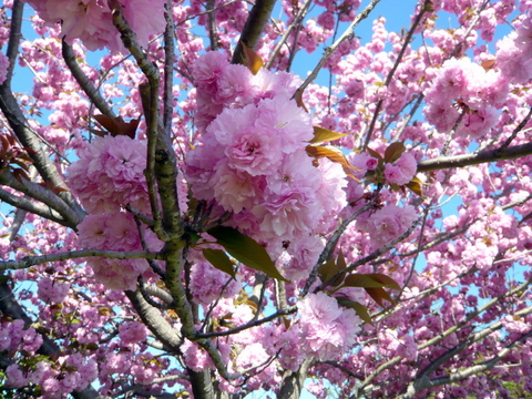 満開の花々　八重桜