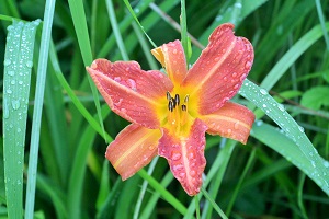 さくらの里 【伊豆高原パルテール撮影】