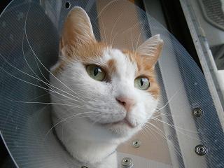 maruko
