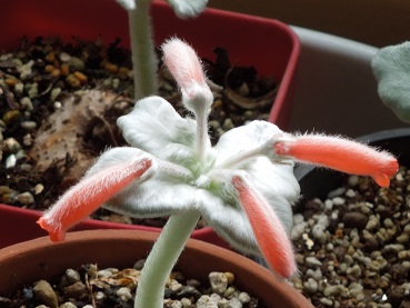 断崖の女王3-5-1