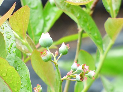 庭のブルーベリー