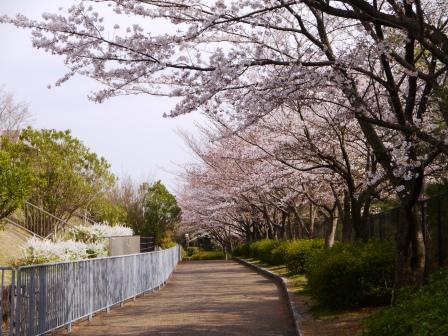P1060678（桜５）.jpg