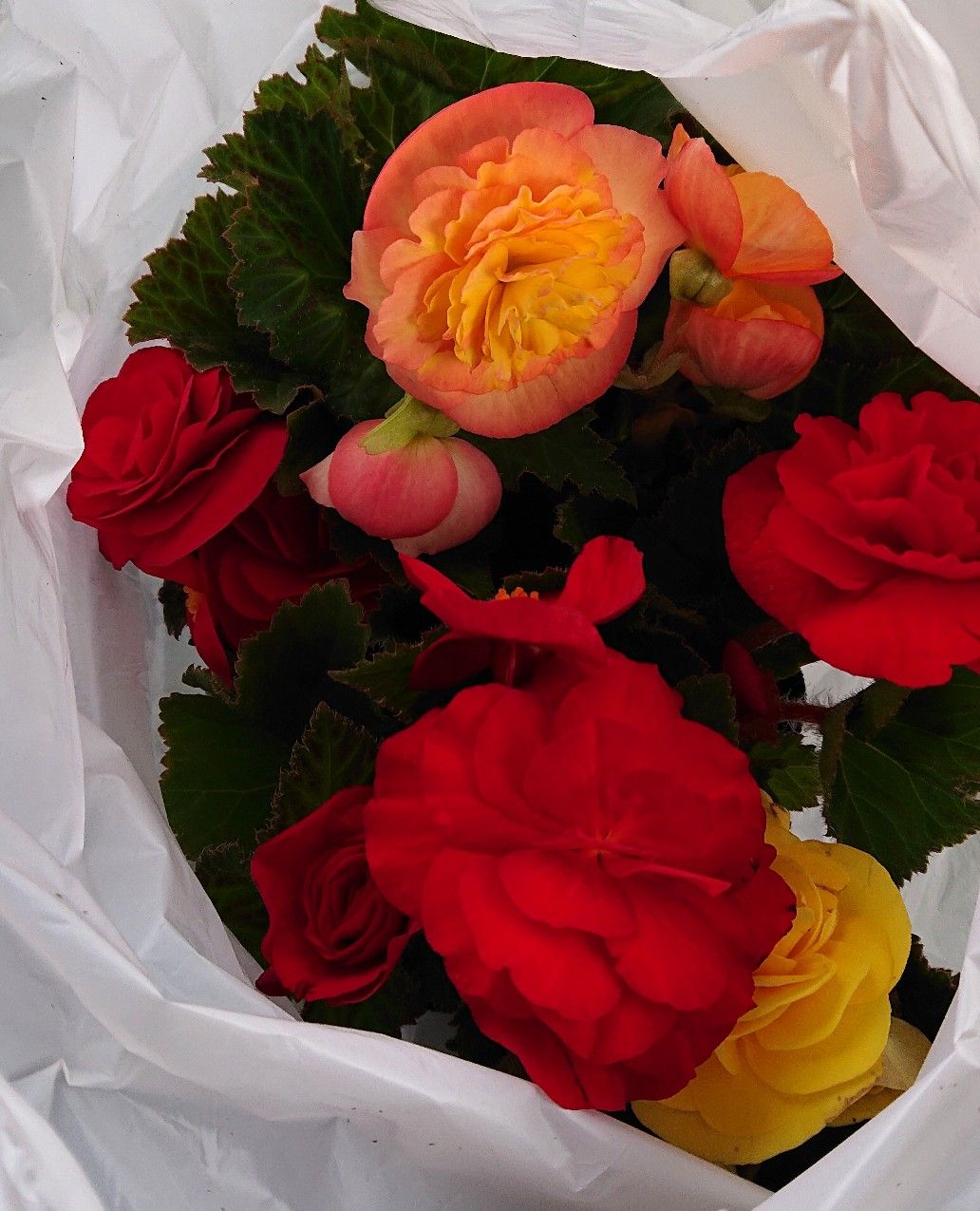 ダリアと球根ベゴニア買いました 趣味は園芸だけれども 楽天ブログ