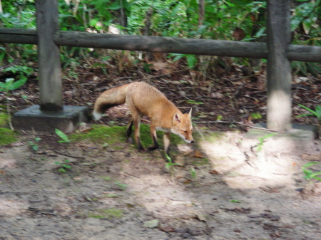2017-09-08fox.JPG