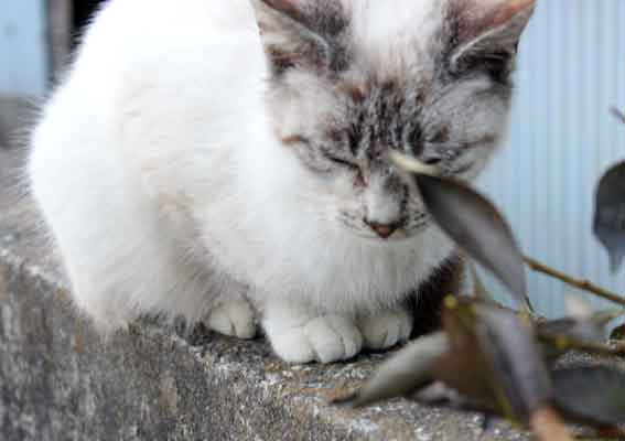 我が家のニャンコ♪2014/01/31-3