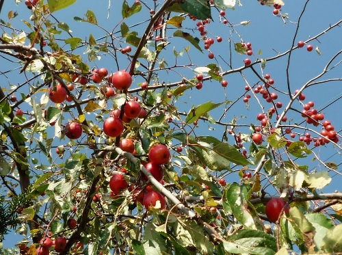 P1140472 (500x373).jpg