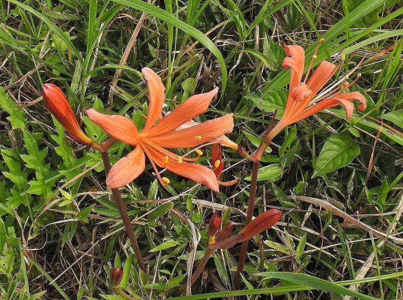 キツネノカミソリ 片栗の花 楽天ブログ