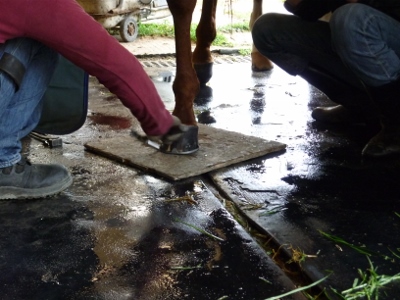 P1040496 (400x300).jpg