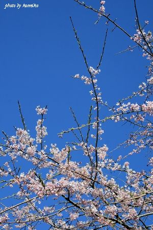 sakura 2012 kamakura