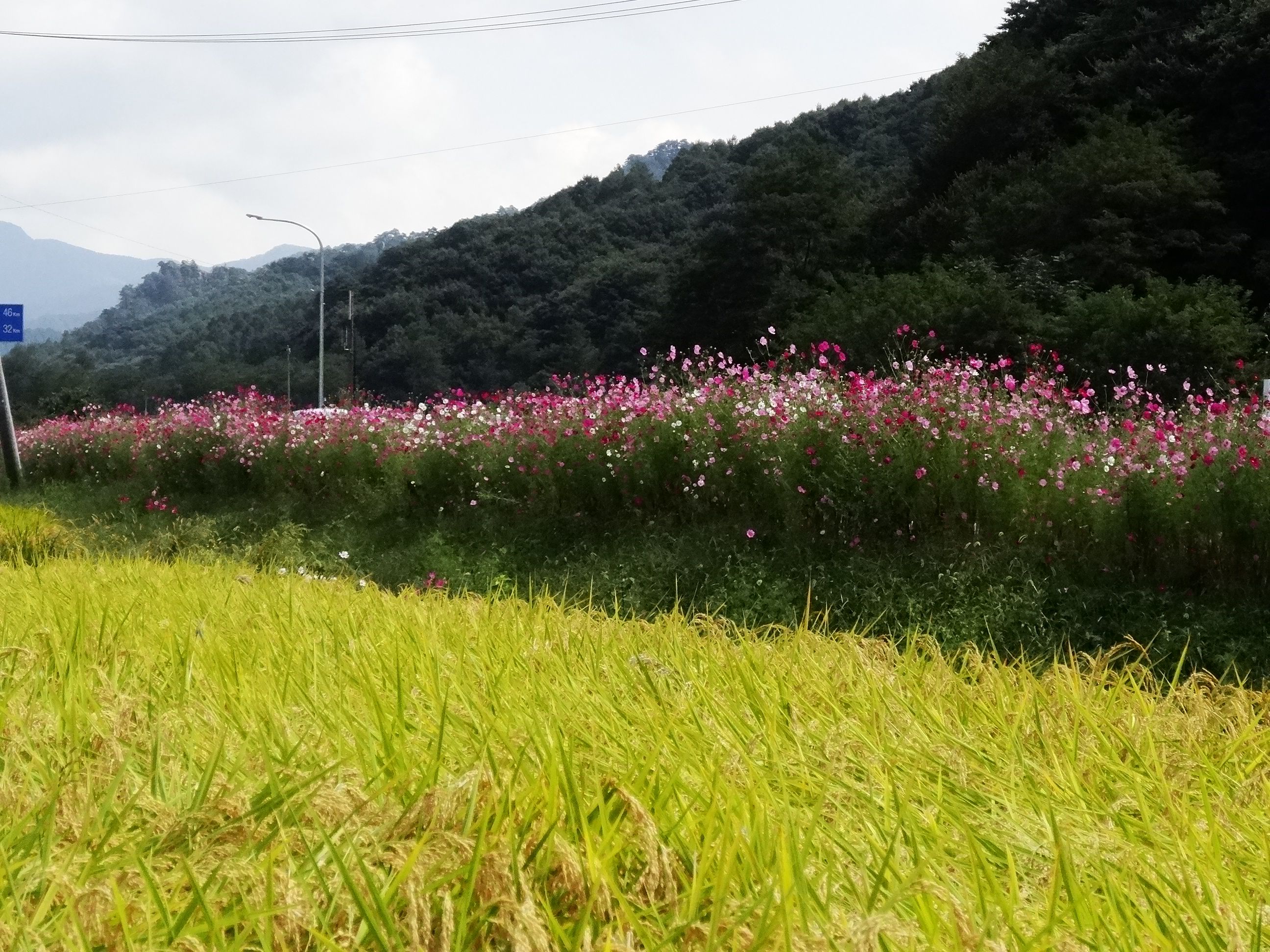 全国的にも有名な コスモス街道 ９月３０日 山と空が友だち ドローンで空撮 楽天ブログ