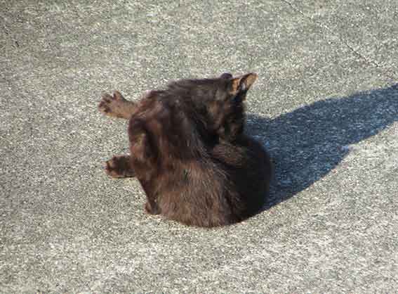 我が家のニャンコ♪2016/4/27-5