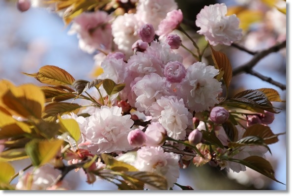 樹木公園-36 紅玉錦-1 16.4.20