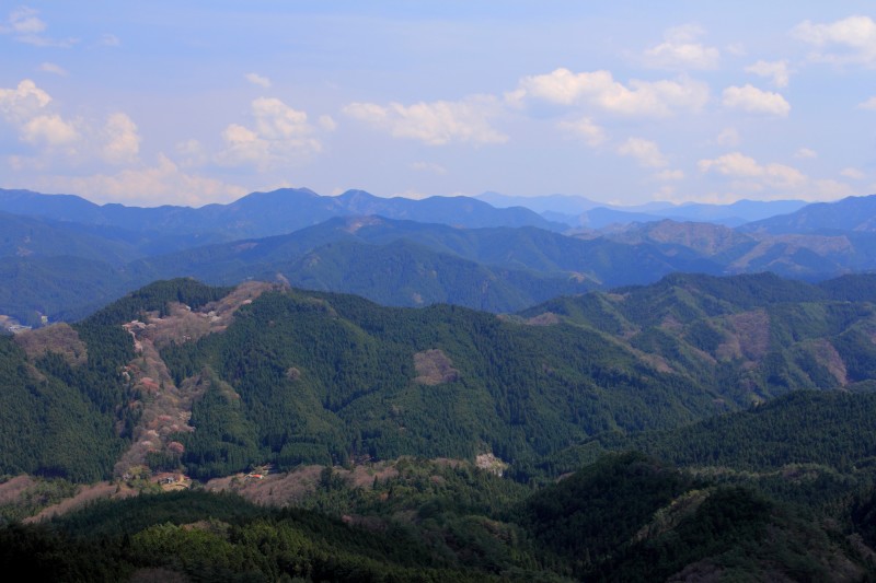 八辻山山桜_001.jpg