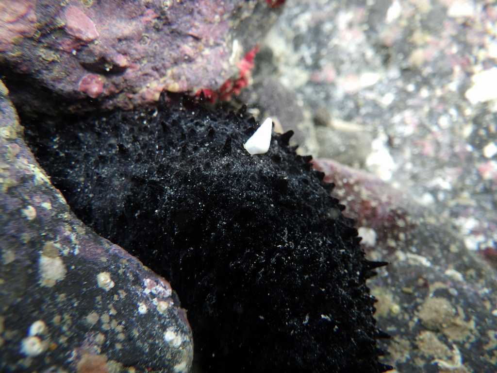 串本磯採集2023年7月上旬37　ニセクロナマコ（Holothuria leucospilota）の寄生貝　ハナゴウナ科の一種（Eulimidae sp.）