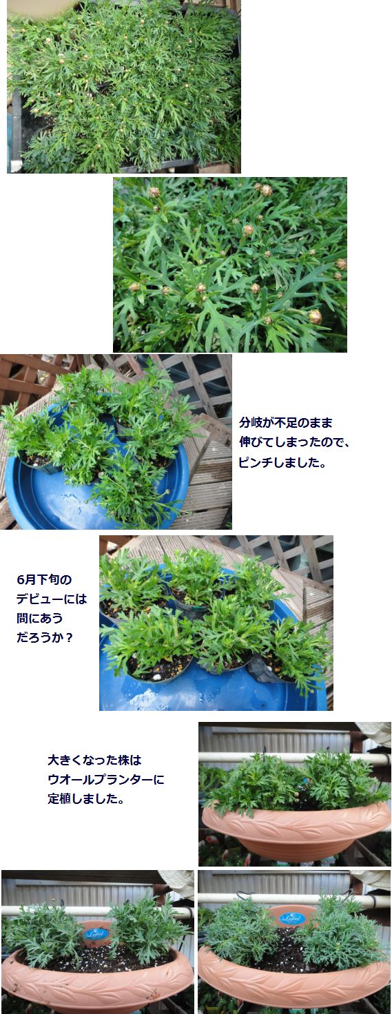 マーガレットのピンチと定植