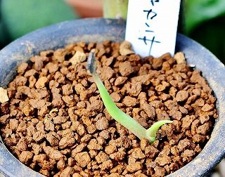 アガベの発芽とゼブラスーパー兜 ガマンマの ニク サボ栽培 楽天ブログ