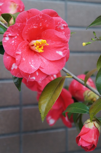 コピー - DSC03827.JPG