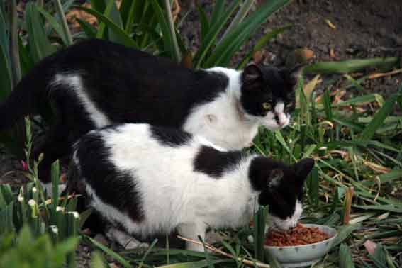 我が家のニャンコ♪2013/5/23-3