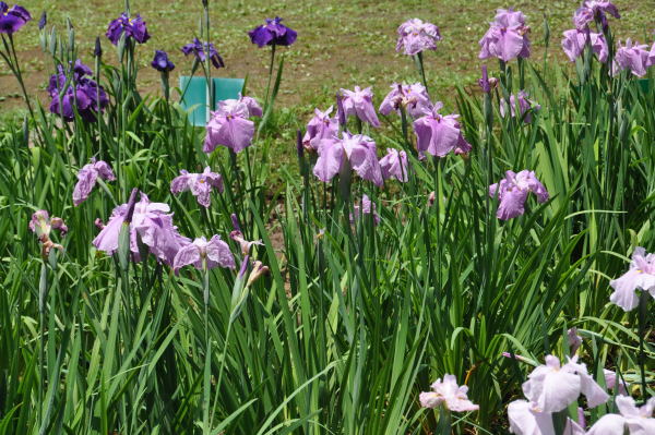 菖蒲・紫陽花