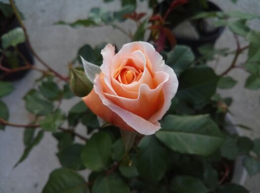 rblog-20140523200102-03.jpg