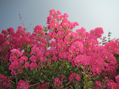 花１サルスベリ.jpg