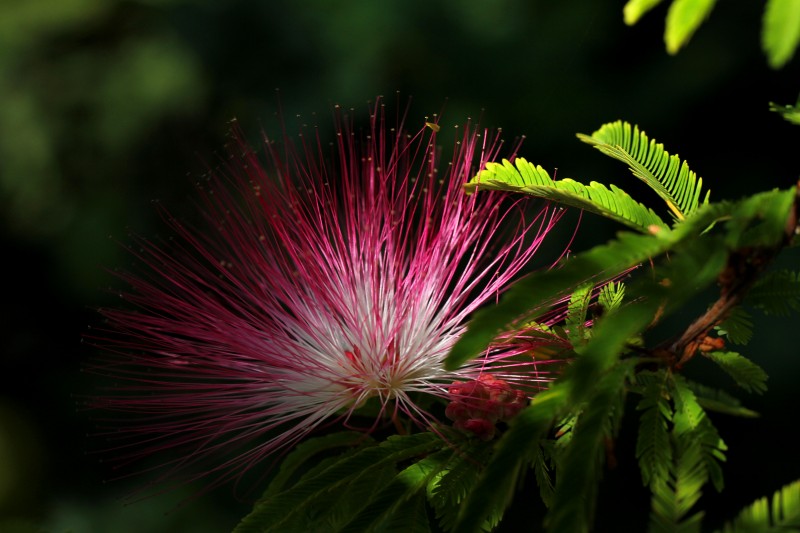 植物園の花_009.jpg