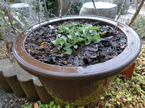 ヒメリュウキンカ