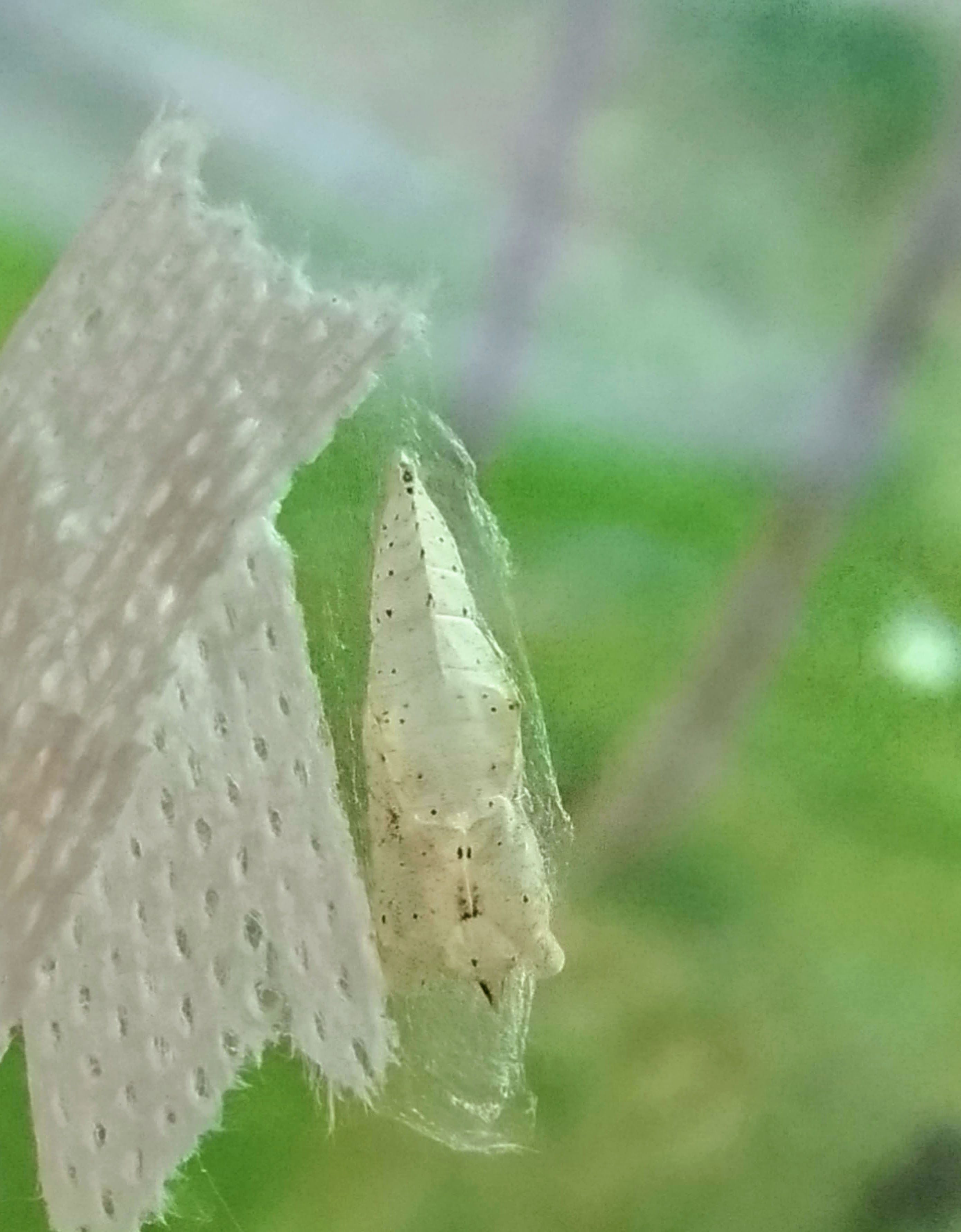 モンシロチョウの青虫を飼育９ 蛹を固定する土台 小さな雑木の庭と 楽天ブログ