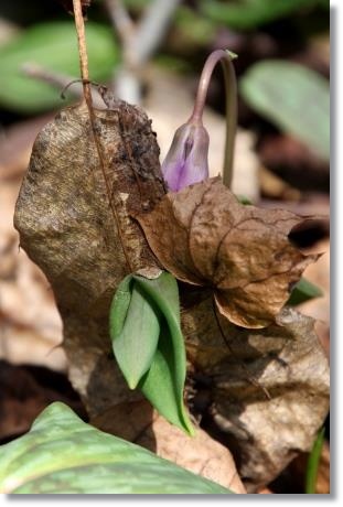 樹木公園・カタクリ-15 15.4.18