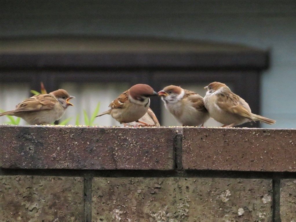 庭 スズメの幼鳥が４羽現れです 朝焼け 大分金太郎の花鳥蝶月 楽天ブログ