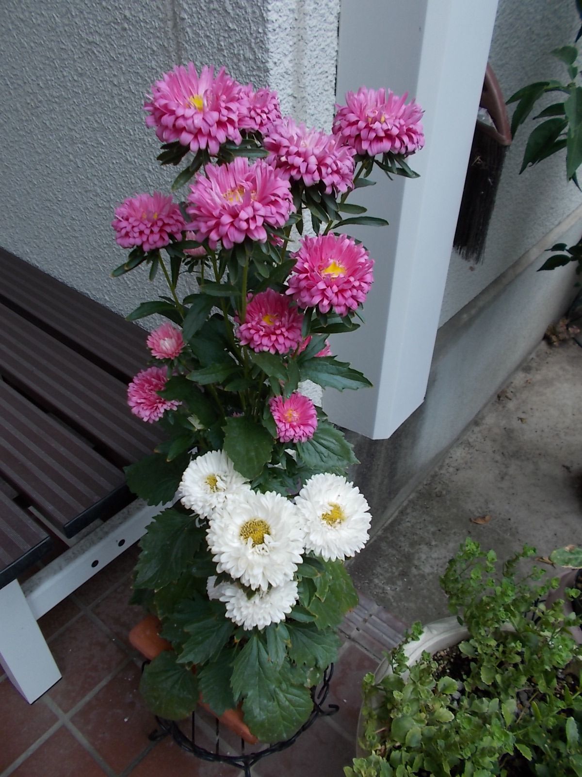 綺麗な花が少ない 花苗ほしい バラを咲かせることが好き 楽天ブログ