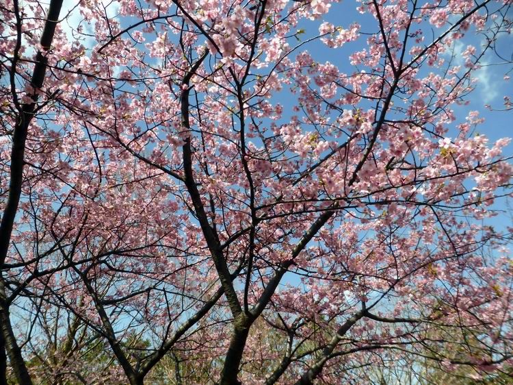 高洲中央公園の河津さくらと震災遺構 ベルポンのうふふ２ 楽天ブログ