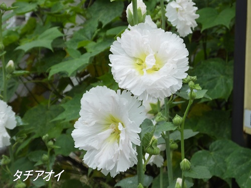 小池公園にて