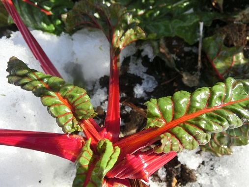 スイスチャード