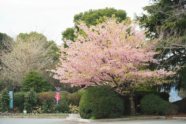 小室桜