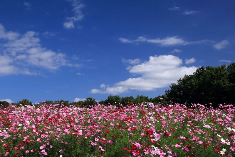 万博記念公園_008.jpg
