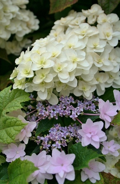 隅田の花火と柏葉