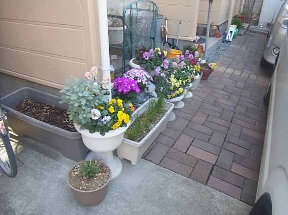 最近の玄関周りの花 ｐｅａｒｕｎ のブログ 楽天ブログ