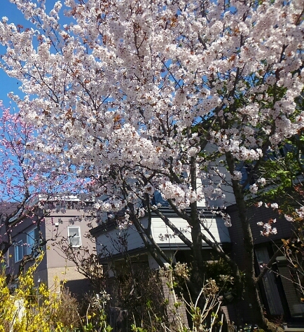 桜.jpg