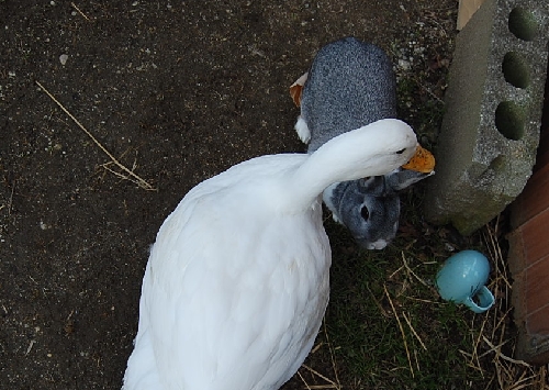 DSC_0059.JPG