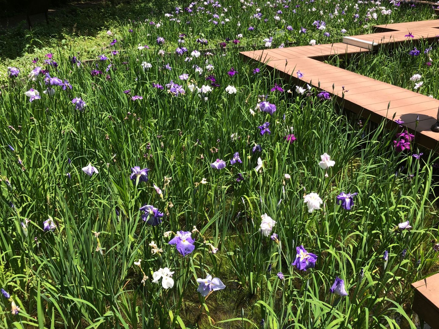 県立四季の森公園までランニング | カスタードのときたまダイアリー - 楽天ブログ